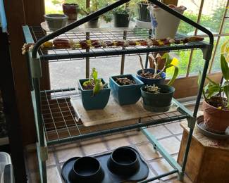Plants and plant stand