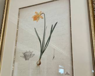 Set of four botanical prints                                                         frame size  22"h x 18"w  