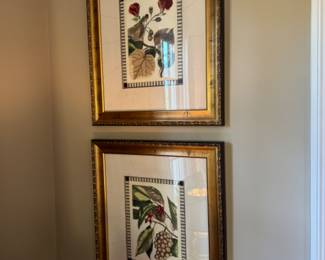 Pair of Botanical prints  frame size                                         26"h x 22"w 