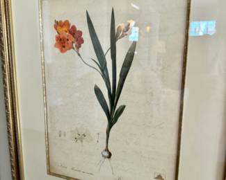 Set of four botanical prints                                                          frame size  22"h x 18"w 