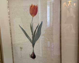 Set of four botanical prints                                                         frame size  22"h x 18"w 