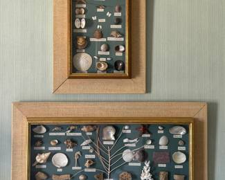 Framed Sea Shells