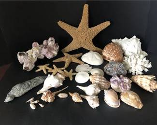 Large Sea Shell Collection 