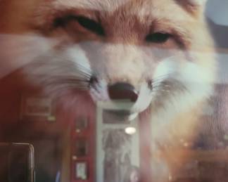 #155 Photograph of a fox by James Mills, Hampton, VA, photographer 