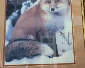 #153 Photograph of a fox in the snow