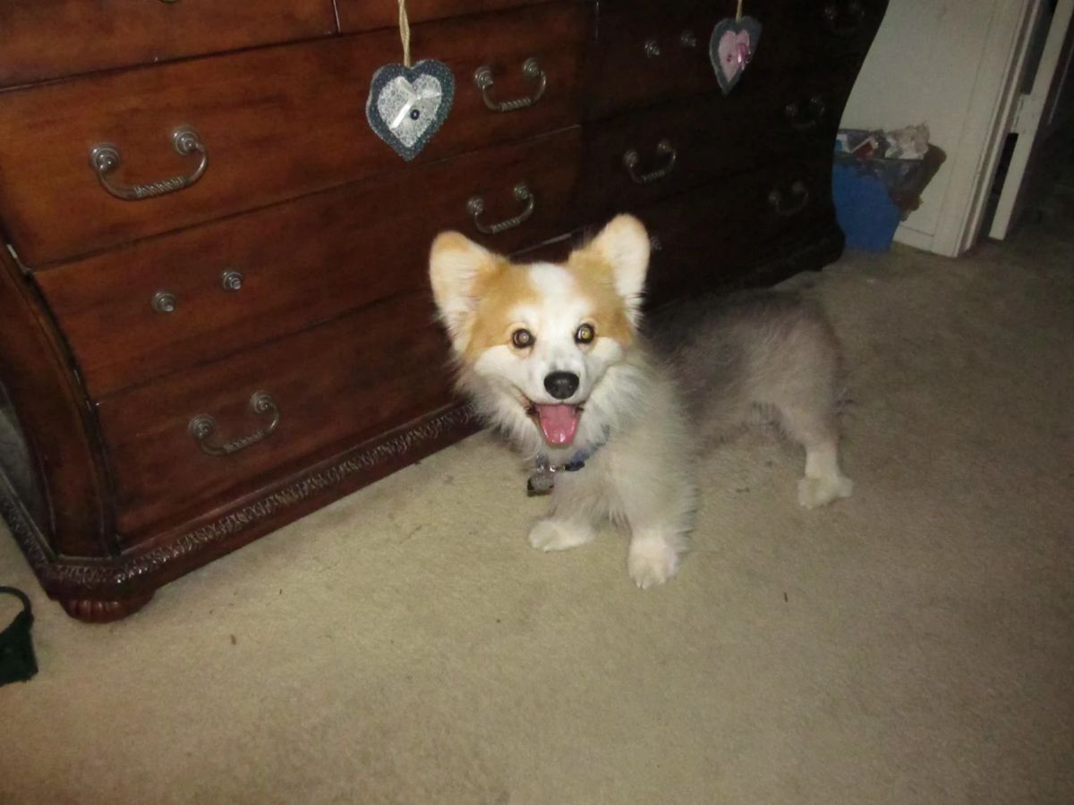 Not for sale. Ziggy in dogie heaven