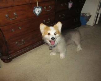 Not for sale. Ziggy in dogie heaven