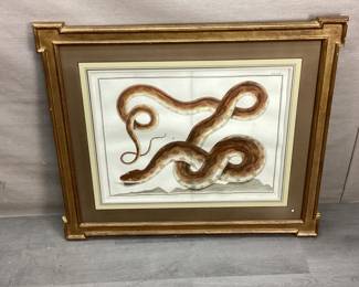 Albertus Seba (1665-1736)