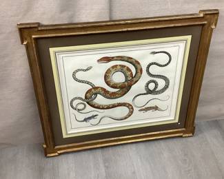 Albertus Seba (1665-1736)