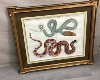 Albertus Seba (1665-1736)