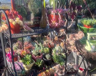 It's like a jewelry-plant store!