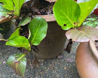 More for sale during in-person shopping Friday and Saturday .