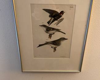 Antique Audubon print for sale during in person shopping hours Friday and Saturday.