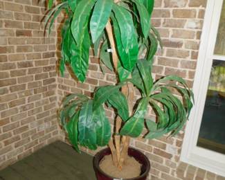 Large Silk Tree