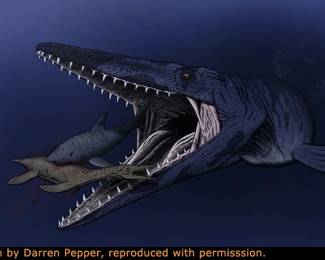 The largest species of the Mosasaur species could grow to over 50 feet long, with a streamlined skull bristling with teeth, a barrel like trunk for its midsection, and a long, powerful tail.