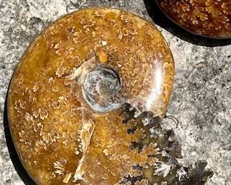 Ammonites first appeared in the Devonian (circa 409 million years ago (Mya)) and became extinct shortly after Cretaceous (66 Mya).