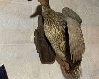 Nice duck mount