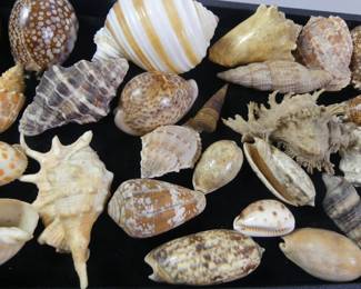 Fine seashells
