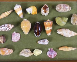 Rare seashells
