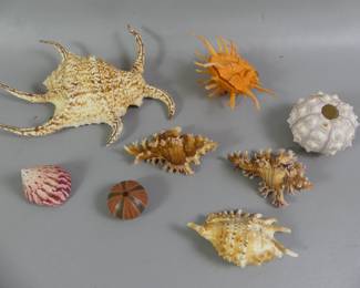 Fine seashell collection