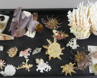 Rare seashells