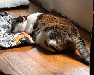 They said all I had to do was bag some Legos. They did not mention it was like two billion legos. It managed it but now I am a catatonic state after bagging all of them.  