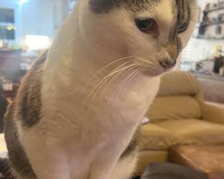 The other one is better, she lets me sleep, but she pats my head and talks baby talk to me.  It isn’t treating me like a professional but I kinda like it. 