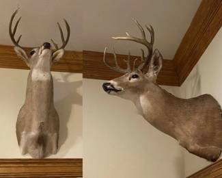 Assortment of White Tail Deer Mounts, 810 points, 