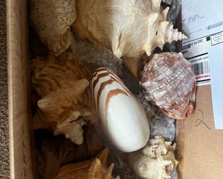 Extra Large Seashells 