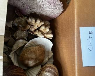 Extra Large Seashells and Coral 