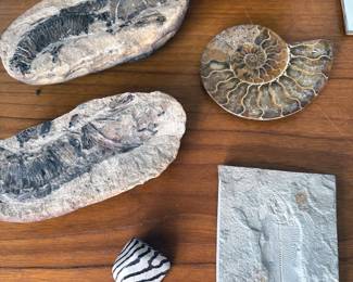 Ammonites +fossils