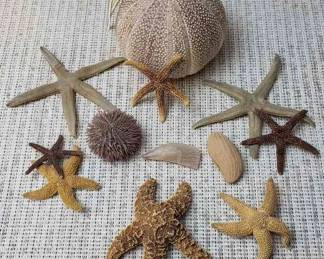 Sea Urchins And Starfish