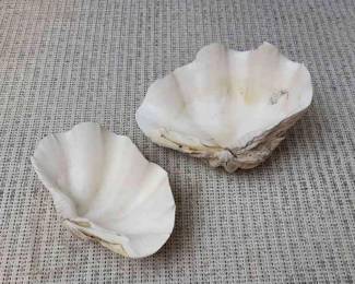 Fluted Clam Shells