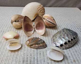 Tiger Chambered Sea Shell And More Beauties