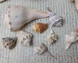 Vintage Large Horse Conch Shells Plus