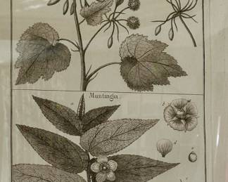 Pottery Barn Botanicals We have 3, purchase as a set or individually