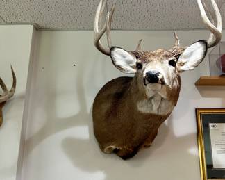 Whitetail Mount 