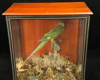 Taxidermy parrot in a diorama 