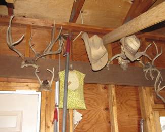 Deer Horns Choices