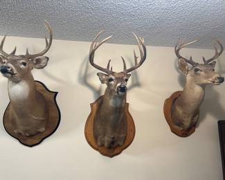 Deer mounts in office