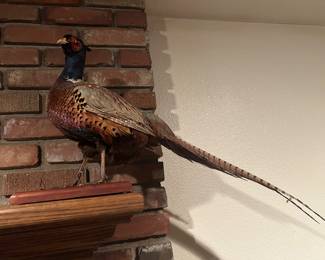pheasant on board 