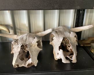Cow skulls