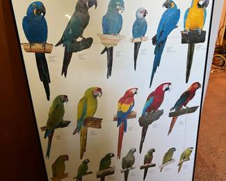 Framed Macaws poster