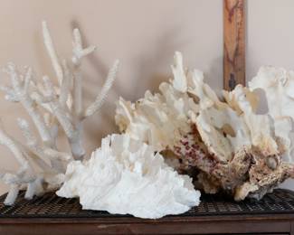 Several pieces of Coral.