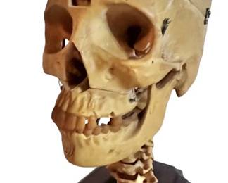 Medical Plastics Lab Human Skull Model
