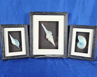 Set of Three Painted Shells in Shadow Box Frames From Figi Graphics in San Diego, CA 