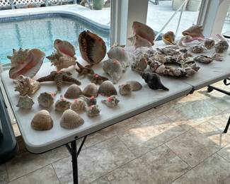 Lots of shells 
