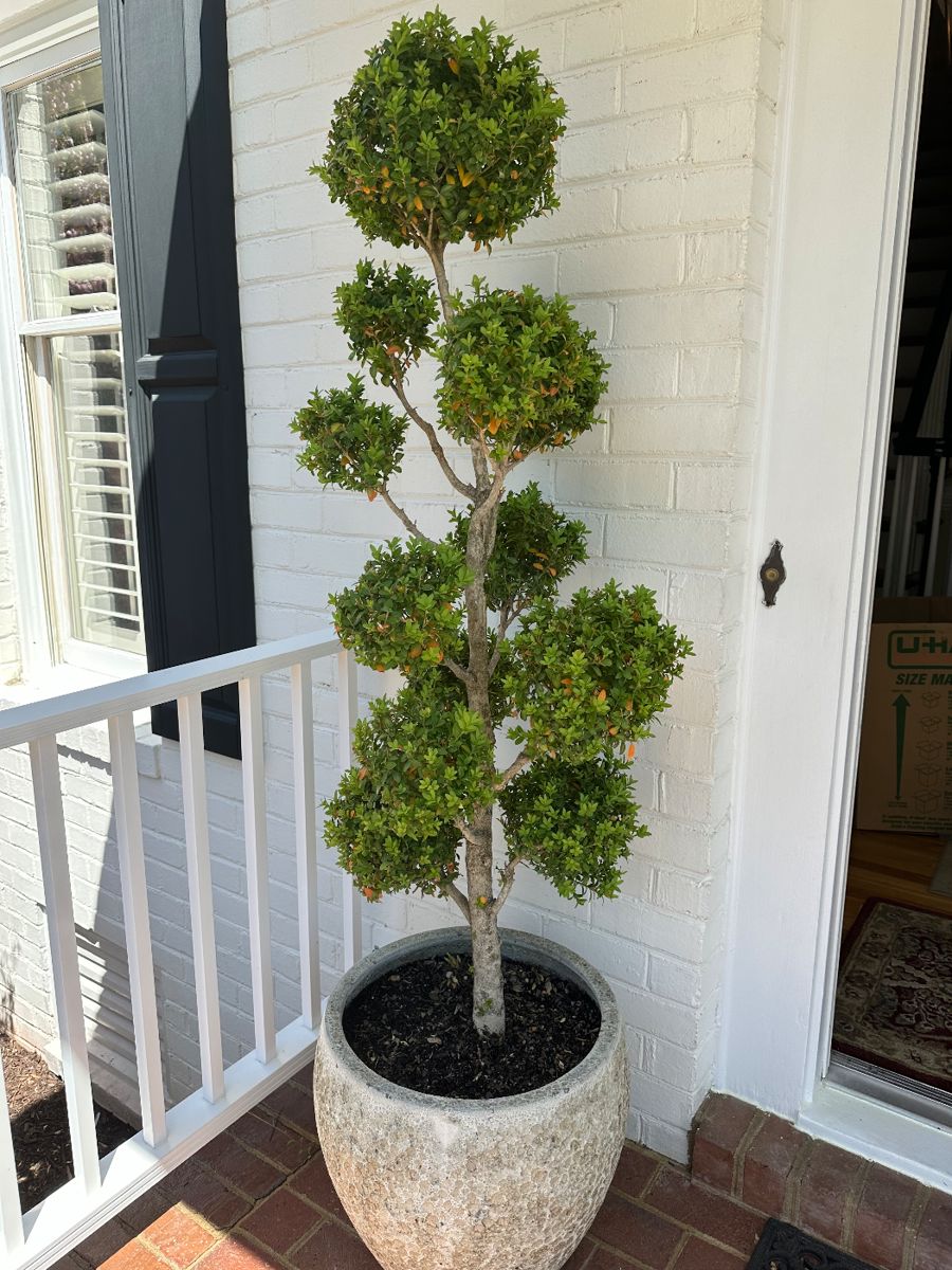 McHugh’s Three Chopt Road Estate Sale starts on 4/18/2024