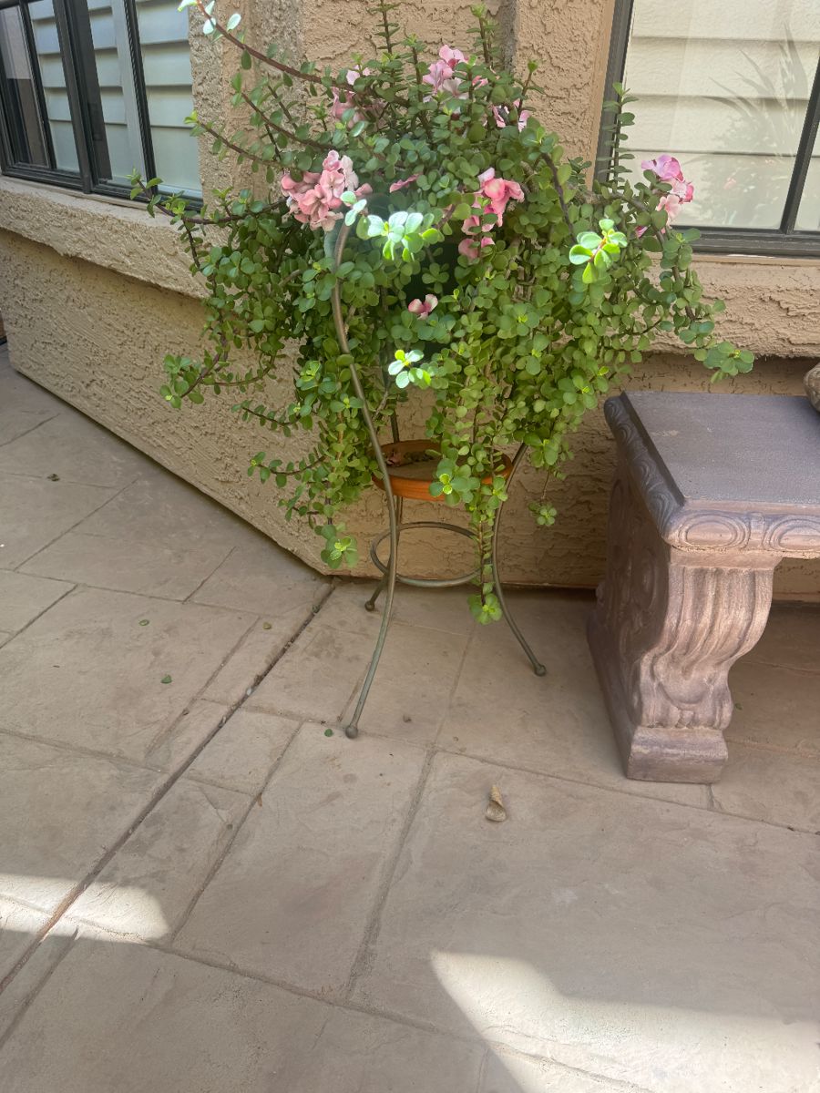 Sun State Estate Sales In Tempe starts on 4/19/2024