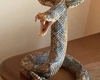 RATTLESNAKE TAXIDERMY.